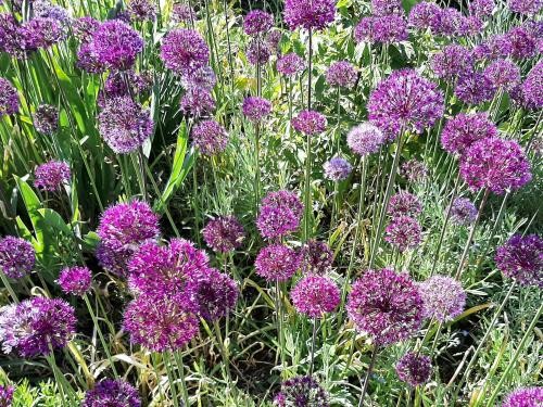 Pachtgrundstücke Die Gemeinde bietet verschiedene Parzellen zur Pacht an.